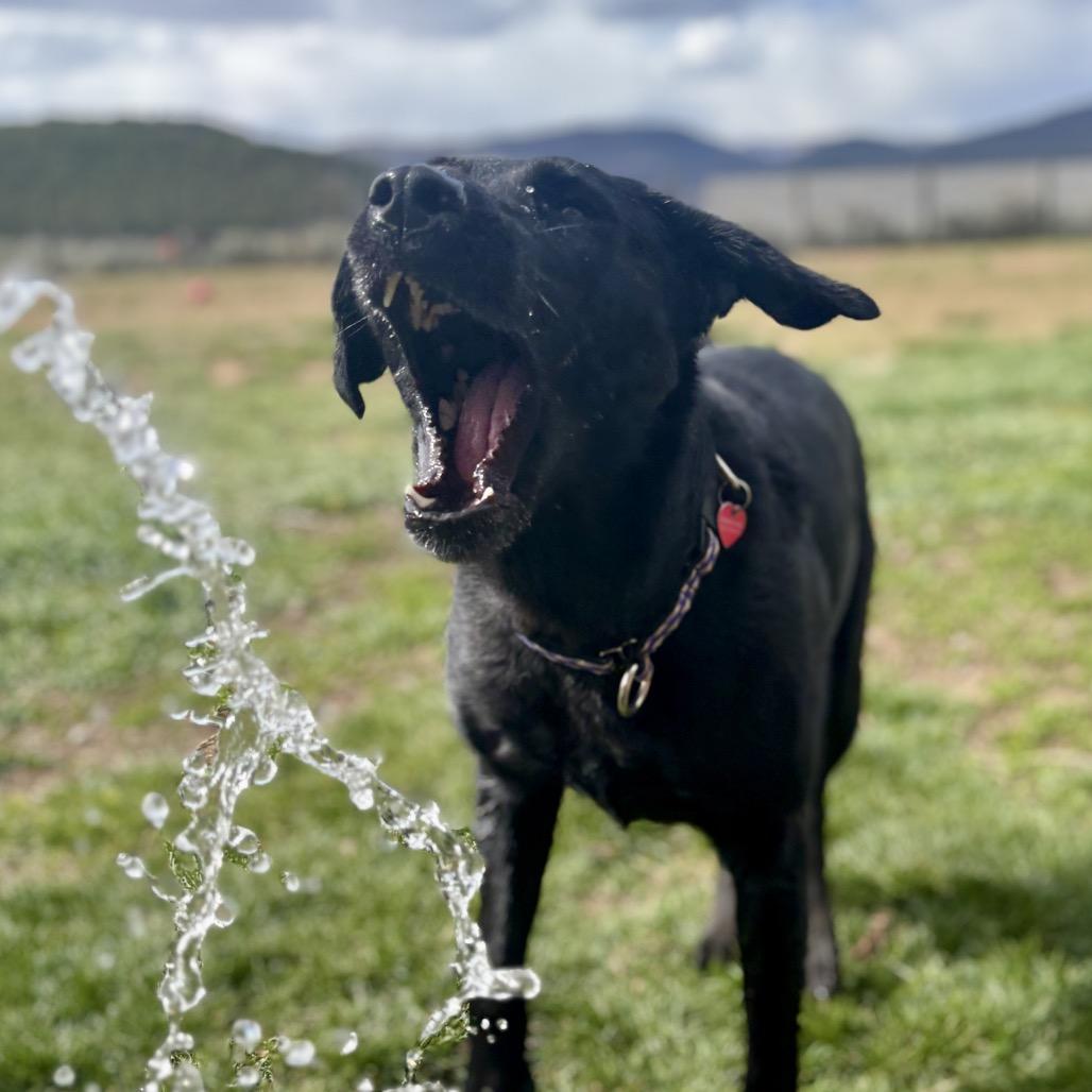 Gwen, a Adoptable mixed breed in Glenwood Springs, CO image 2/6