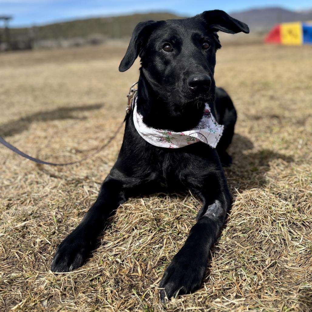 Gwen, Adoptable, Adult Female Mixed Breed & Black Labrador Retriever.