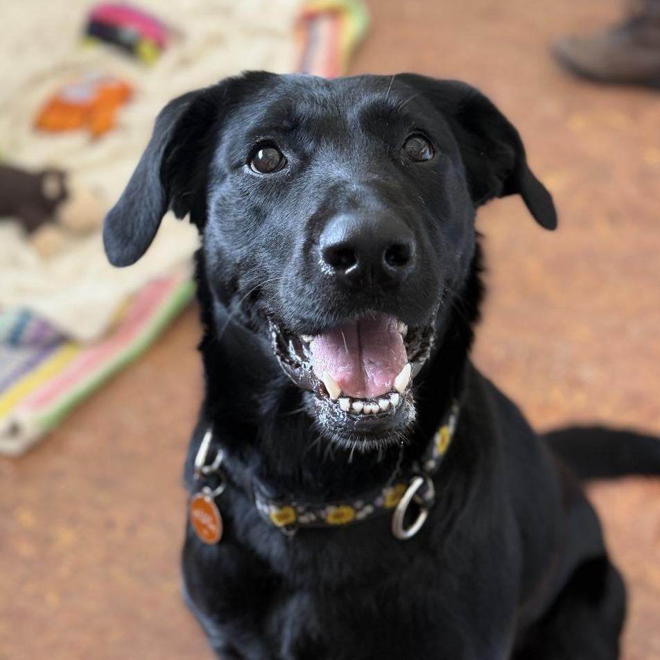 Enlarge Gwen, a Adoptable mixed breed in Glenwood Springs, CO image 1/6