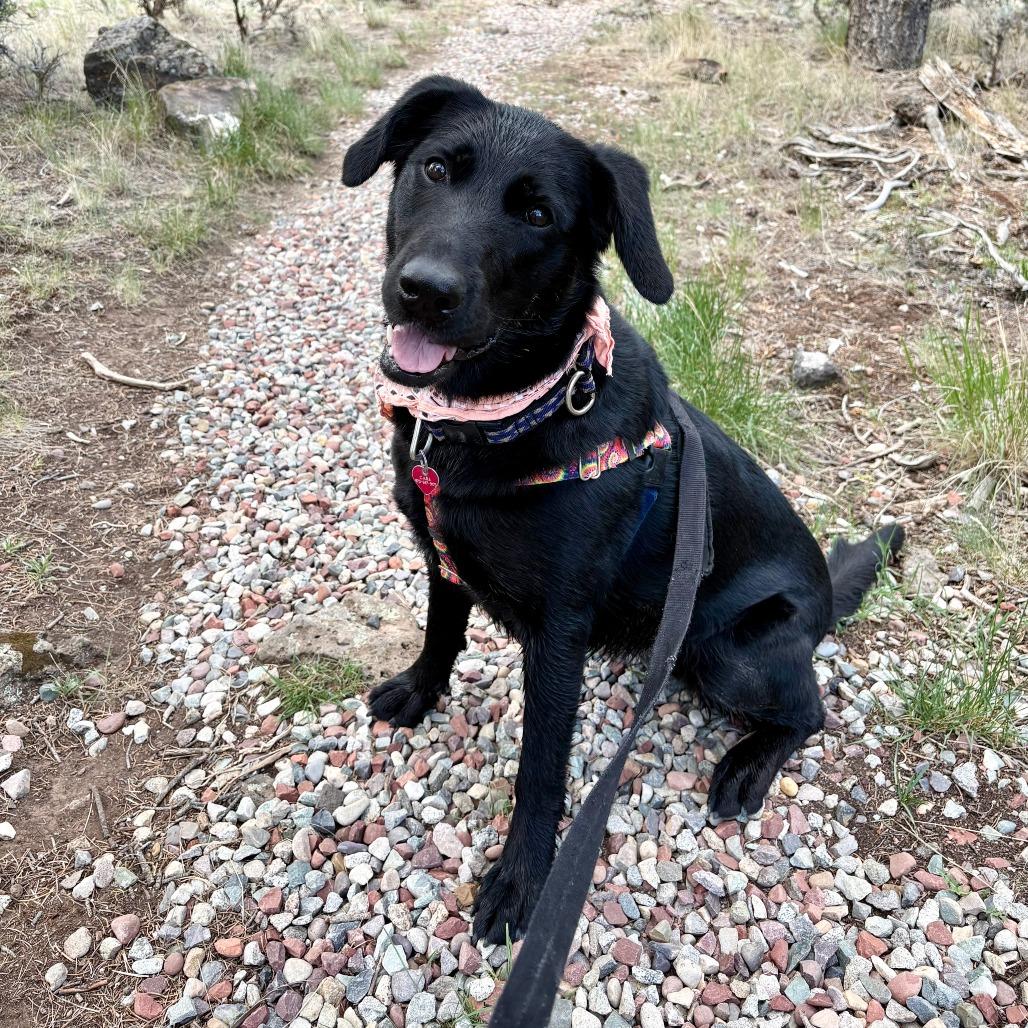 Gwen, a Adoptable mixed breed in Glenwood Springs, CO image 3/6