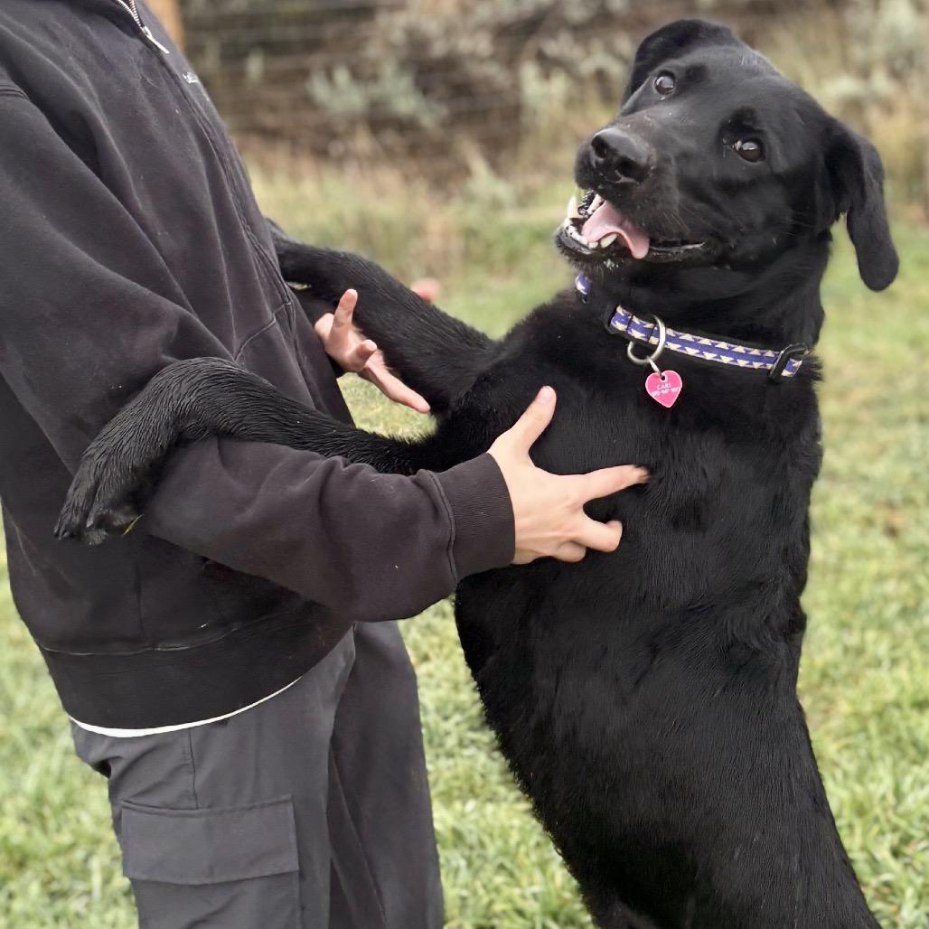 Enlarge Gwen, a Adoptable mixed breed in Glenwood Springs, CO image 2/6