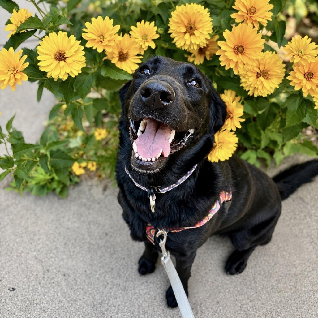 Gwen, a Adoptable mixed breed in Glenwood Springs, CO image 5/6