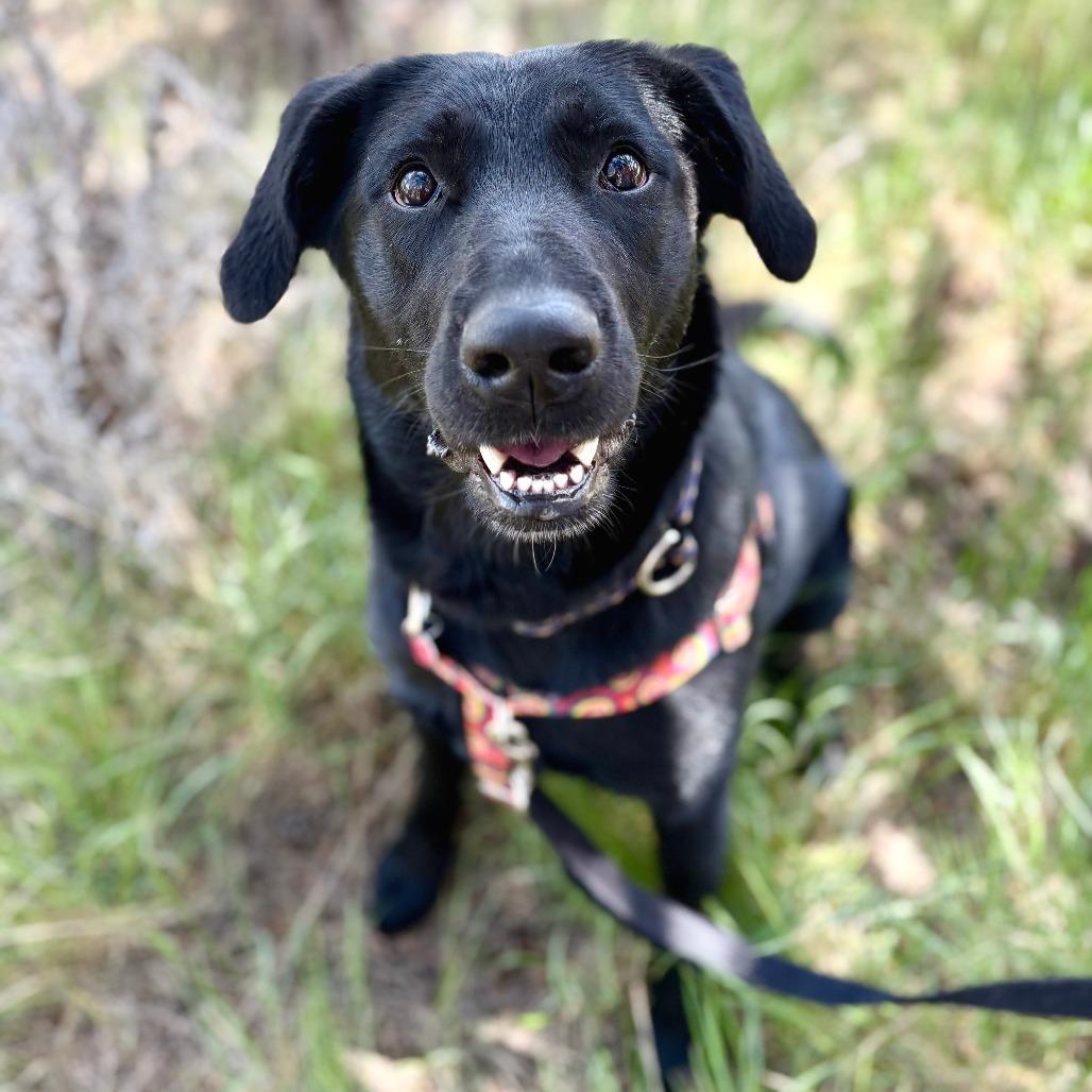 Gwen, a Adoptable mixed breed in Glenwood Springs, CO image 3/6