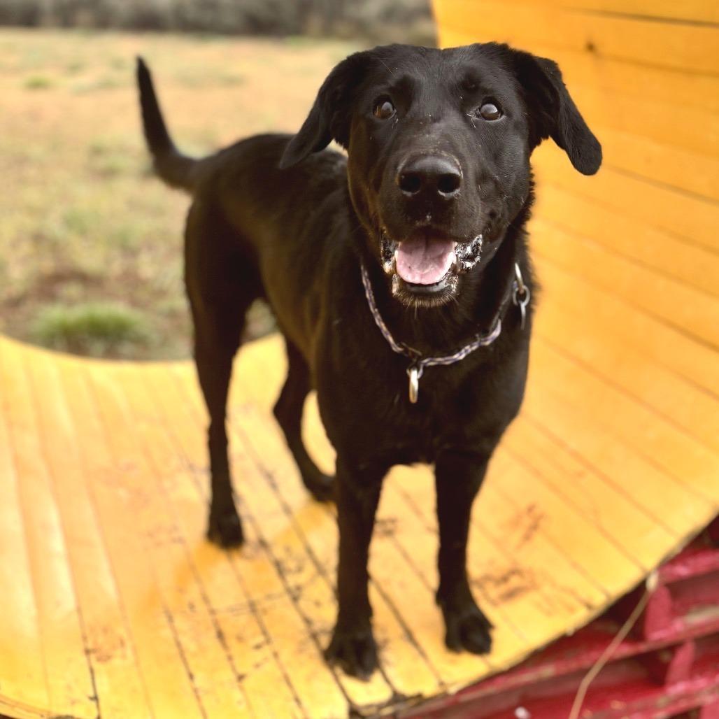 Enlarge Gwen, a Adoptable mixed breed in Glenwood Springs, CO image 3/6