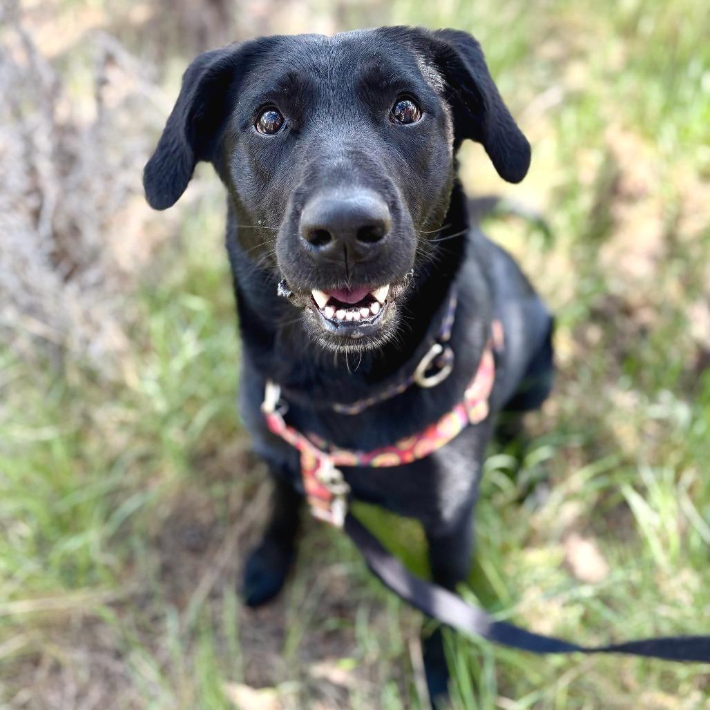 Gwen, a Adoptable mixed breed in Glenwood Springs, CO image 5/6