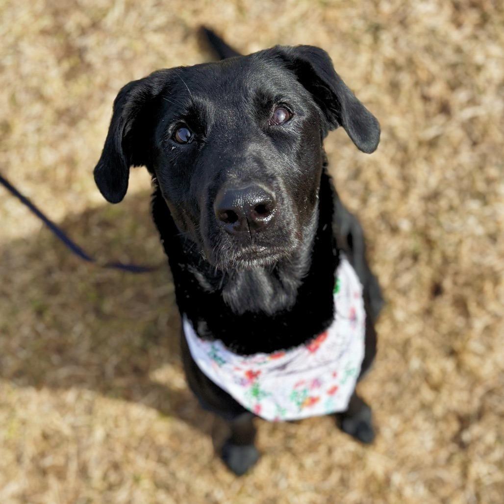 Enlarge Gwen, a Adoptable mixed breed in Glenwood Springs, CO image 3/6