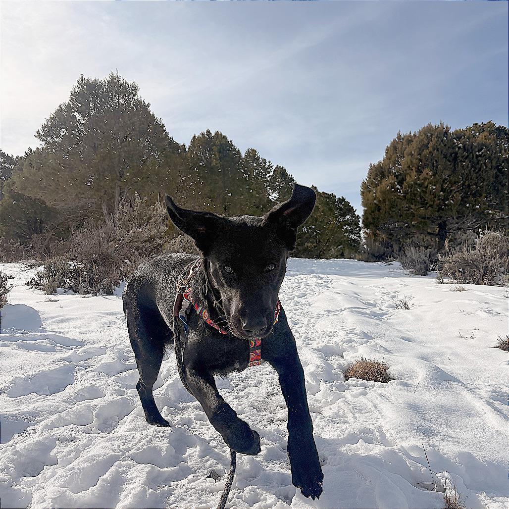 Enlarge Gwen, a Adoptable mixed breed in Glenwood Springs, CO image 4/6