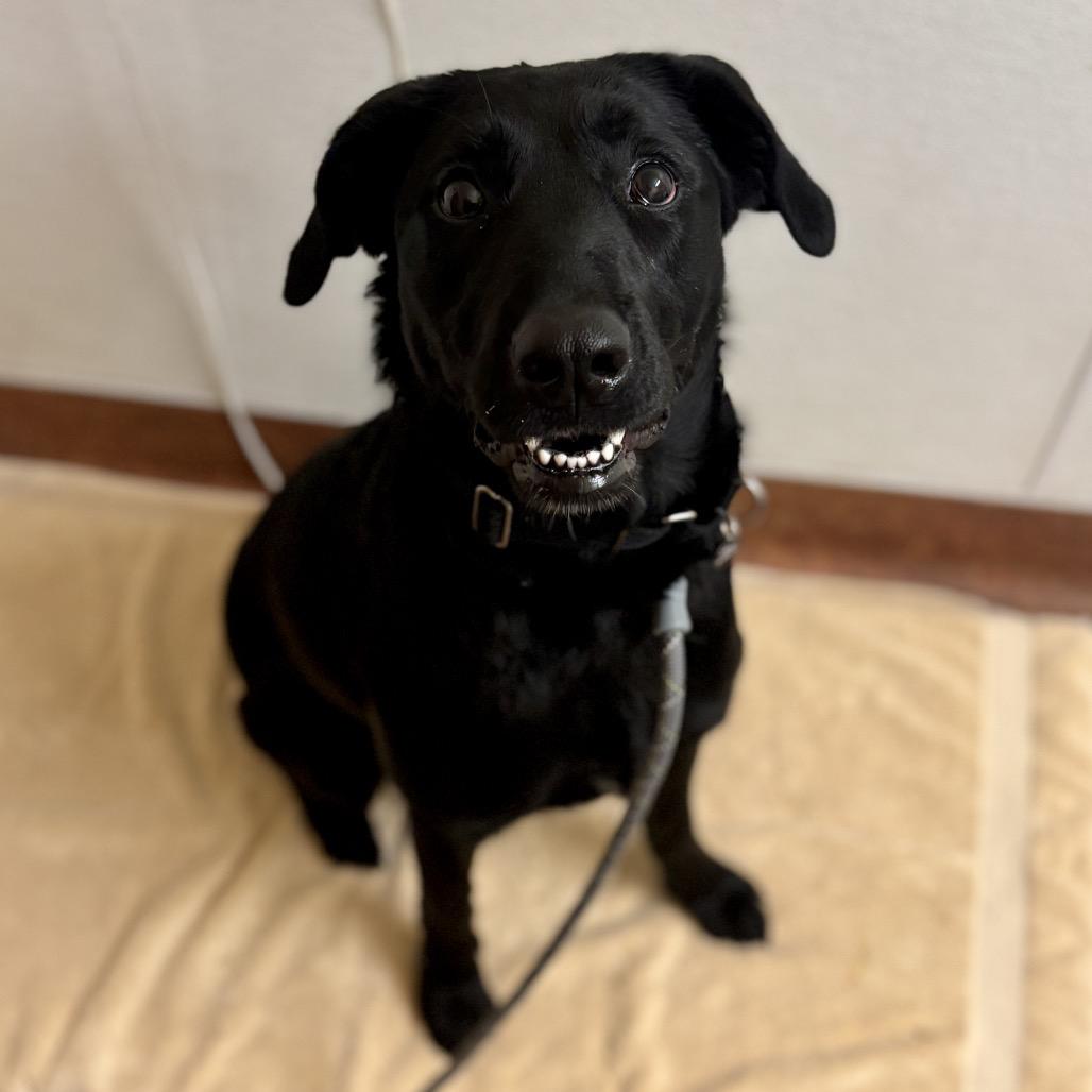 Enlarge Gwen, a Adoptable mixed breed in Glenwood Springs, CO image 5/6