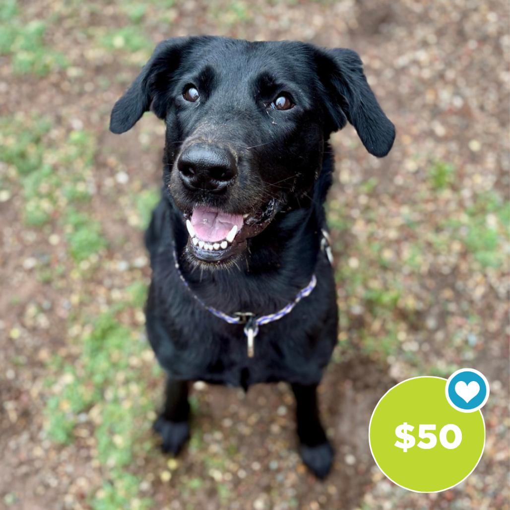 Enlarge Gwen, a Adoptable mixed breed in Glenwood Springs, CO image 4/6