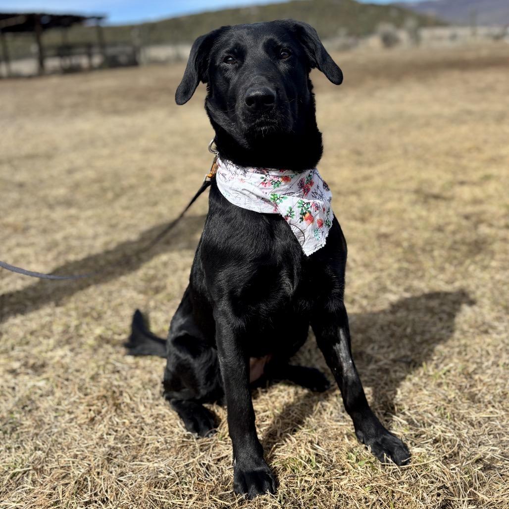 Enlarge Gwen, a Adoptable mixed breed in Glenwood Springs, CO image 6/6