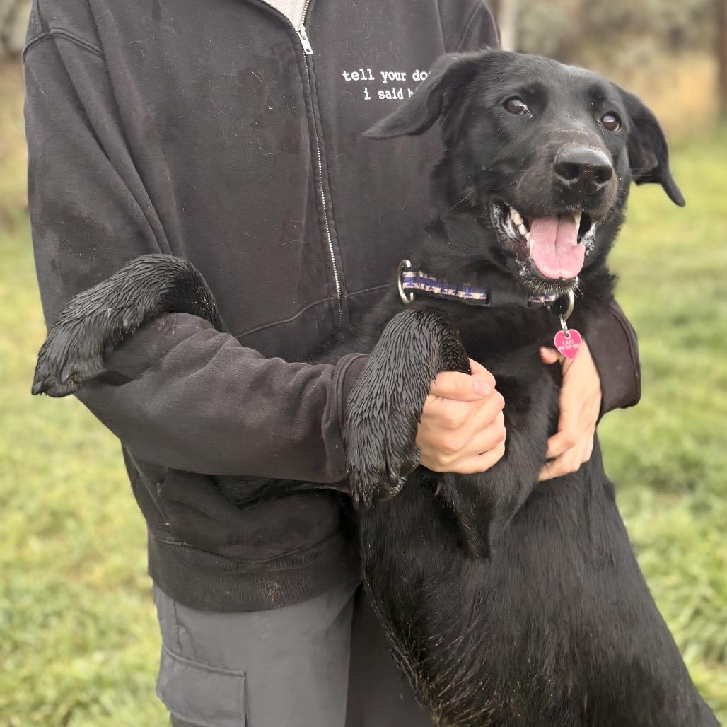 Enlarge Gwen, a Adoptable mixed breed in Glenwood Springs, CO image 5/6