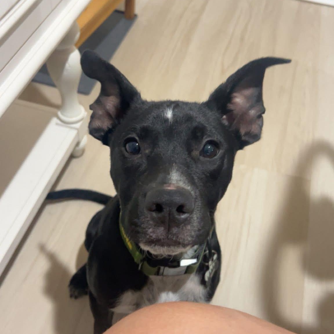 Enlarge Buck, a other mixed breed in Palm Bay, FL image 5/6