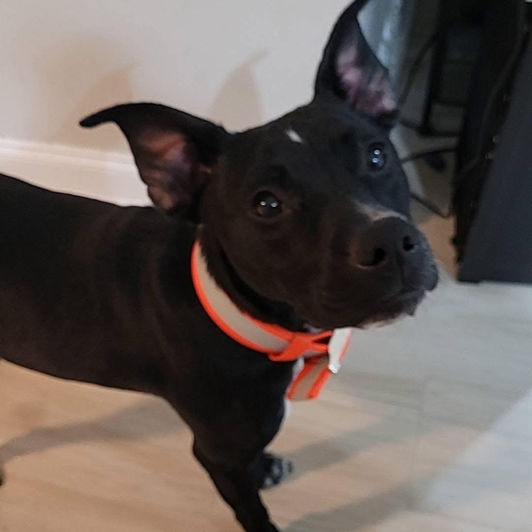 Enlarge Buck, a other mixed breed in Palm Bay, FL image 3/6