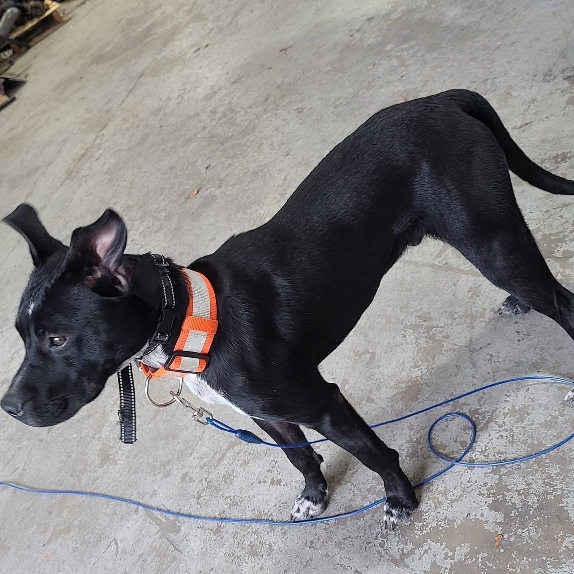 Enlarge Buck, a other mixed breed in Palm Bay, FL image 1/6