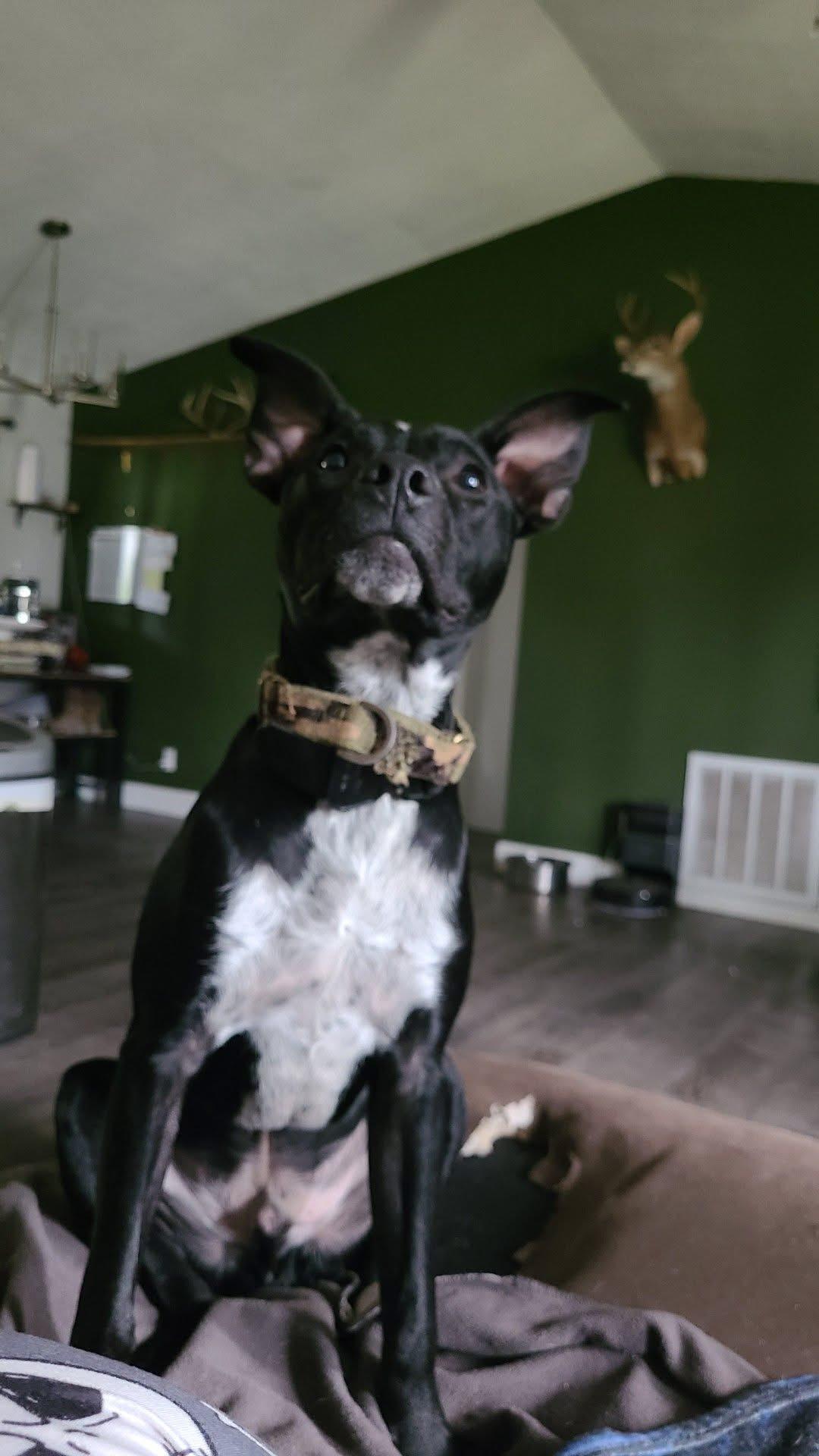 Enlarge Buck, a other mixed breed in Palm Bay, FL image 2/6