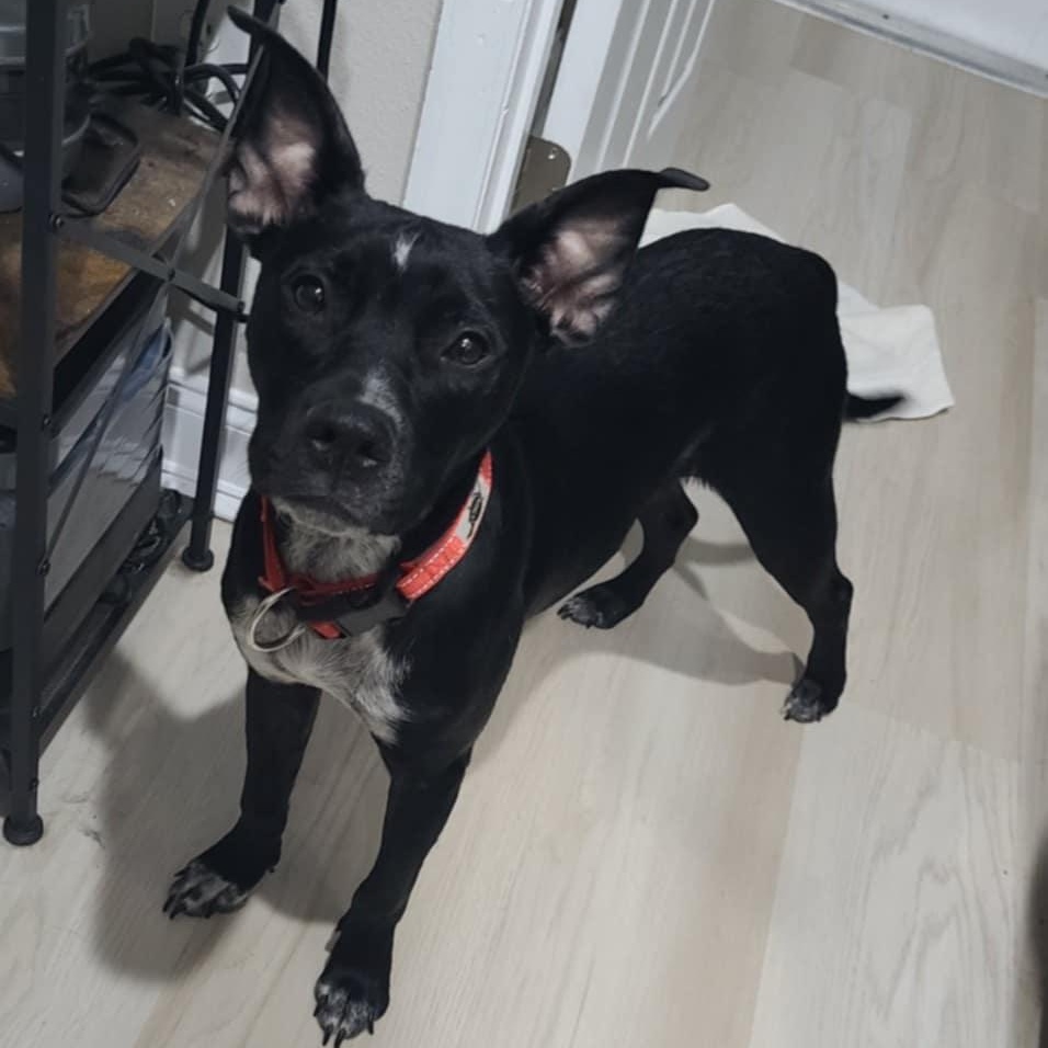 Enlarge Buck, a other mixed breed in Palm Bay, FL image 6/6