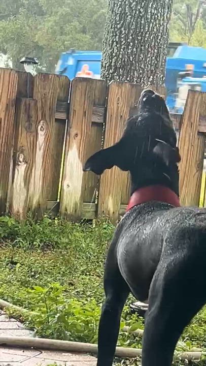 Enlarge Buck, a other mixed breed in Palm Bay, FL video 4/6