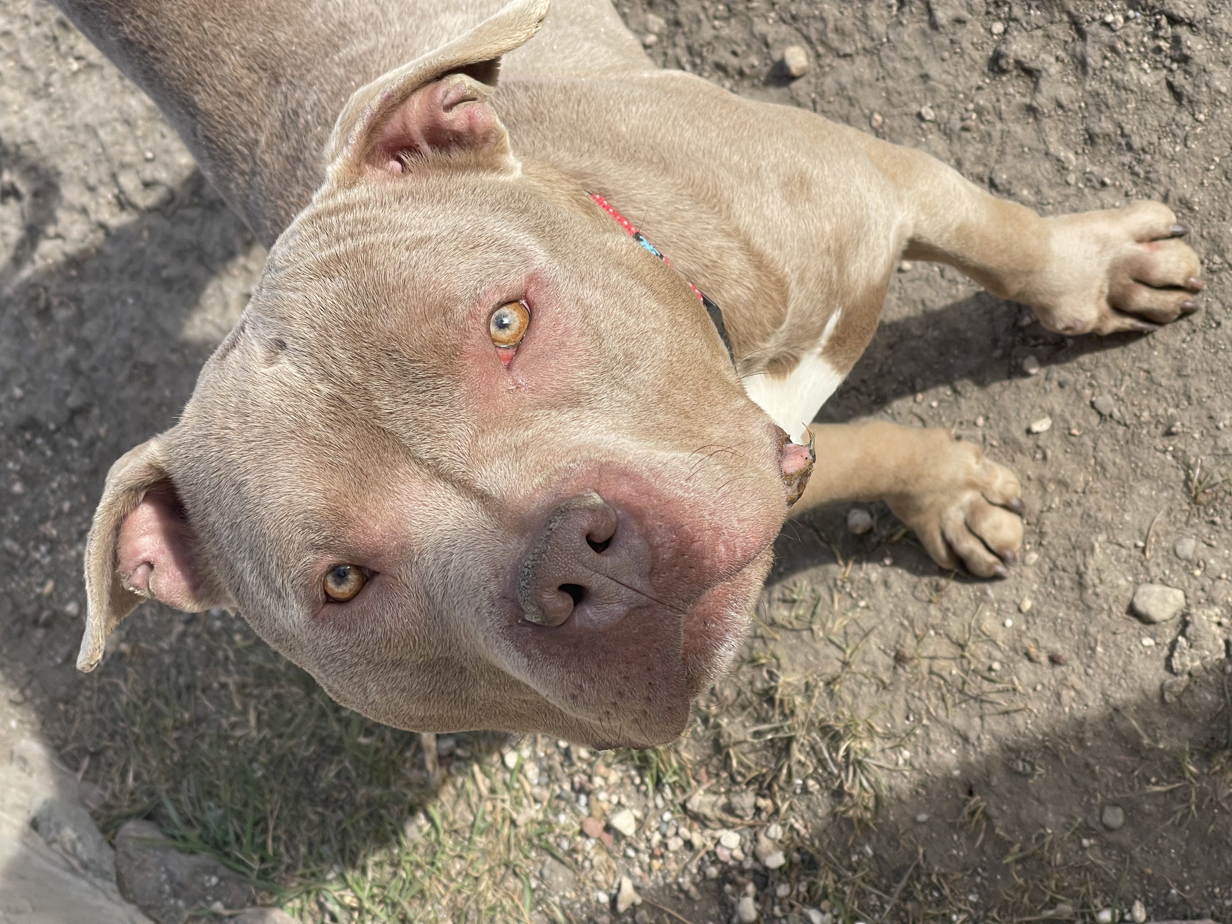 George, a Adoptable Pit Bull Terrier in Madison, MN image 1/5