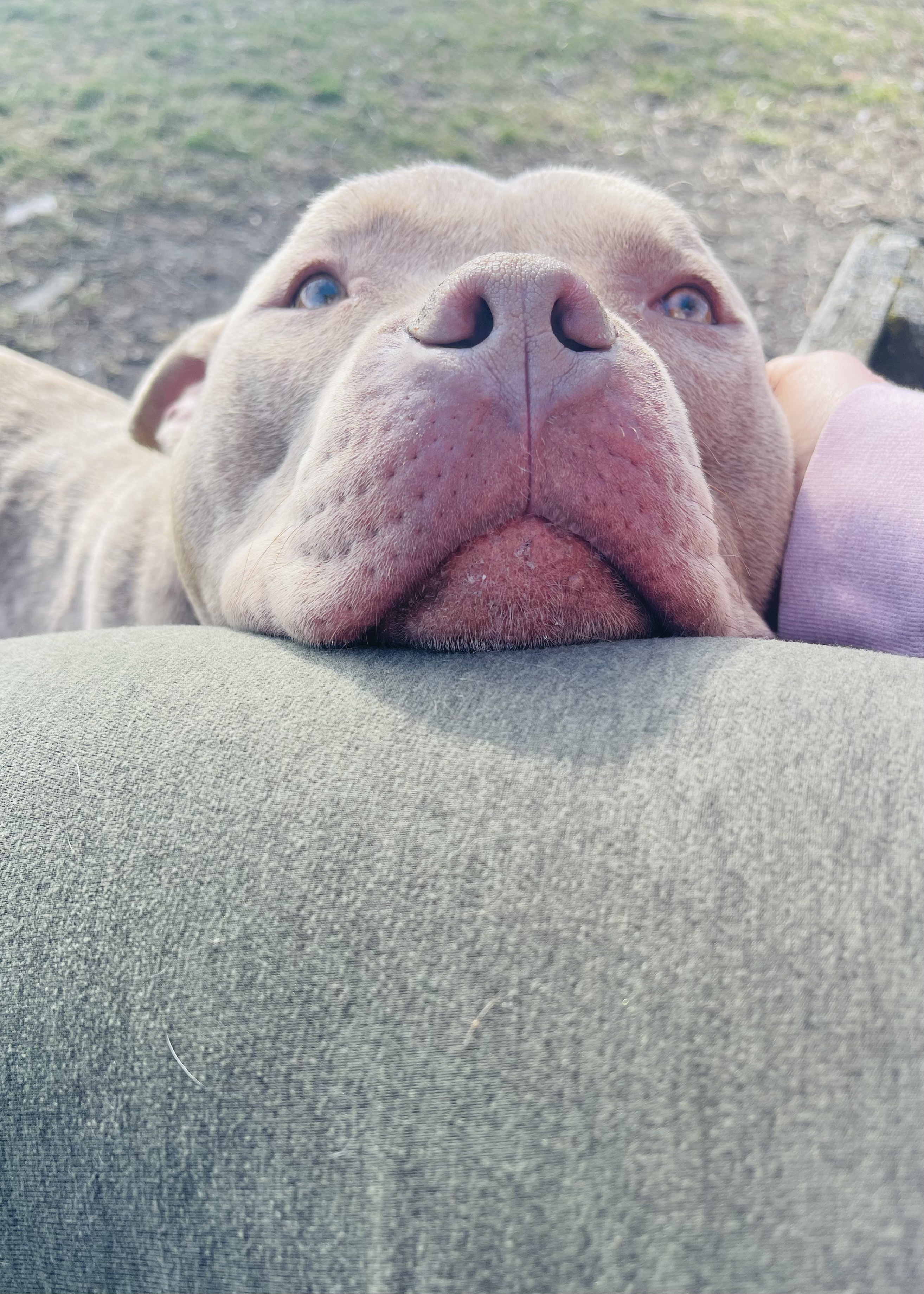 George, a Adoptable Pit Bull Terrier in Madison, MN image 2/5