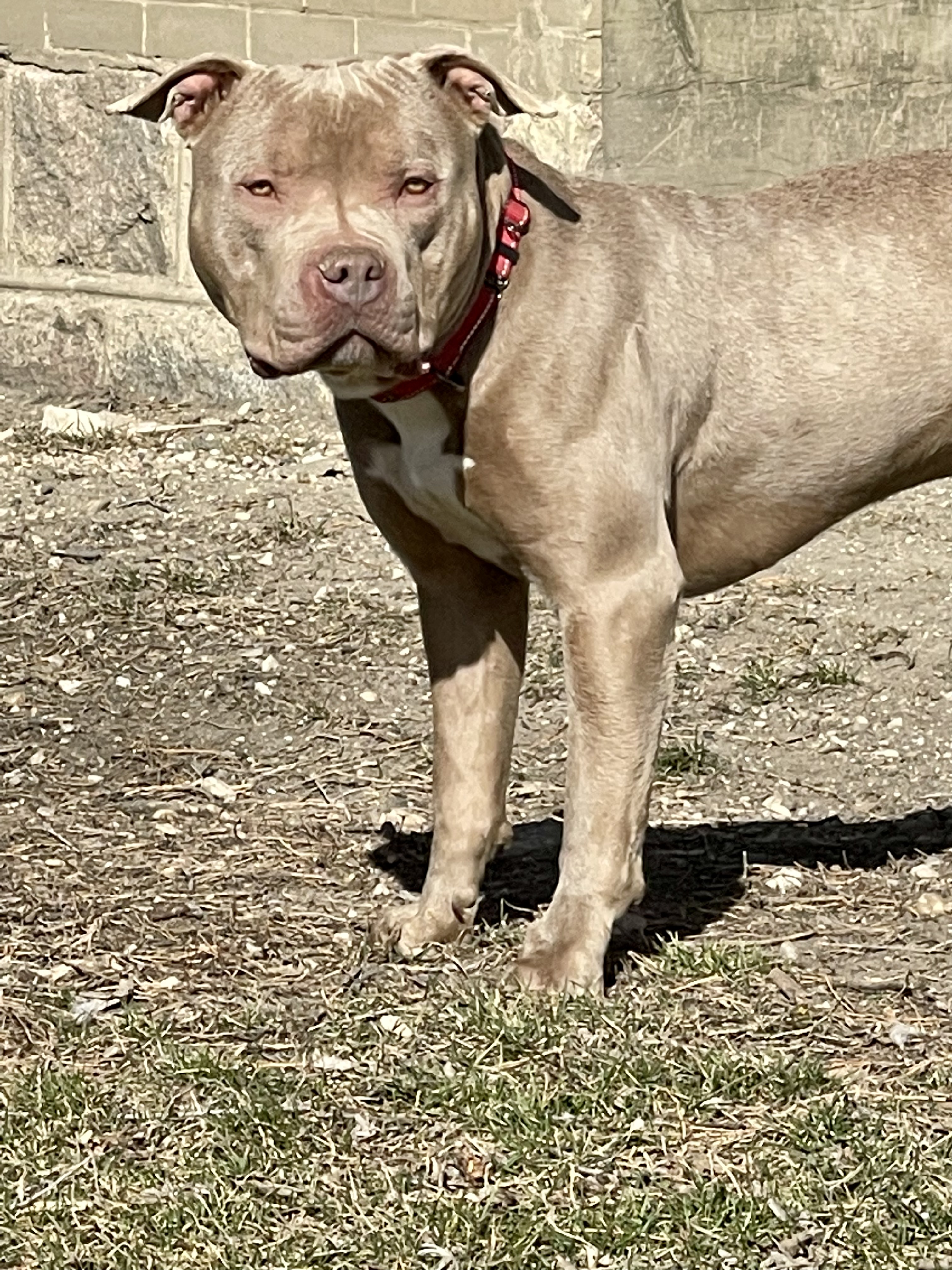 George, a Adoptable Pit Bull Terrier in Madison, MN image 5/5