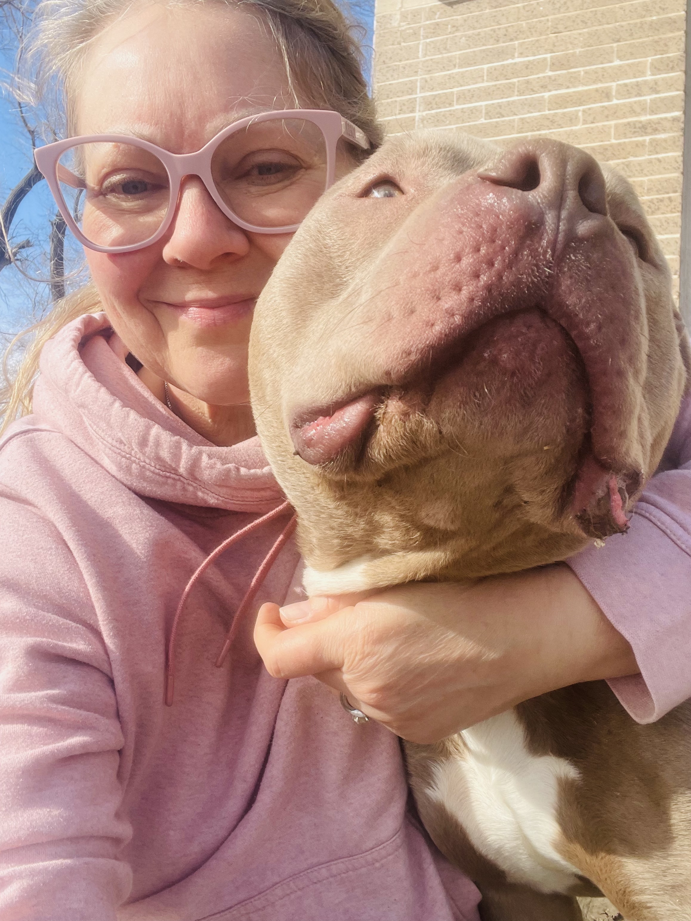 George, a Adoptable Pit Bull Terrier in Madison, MN image 3/5