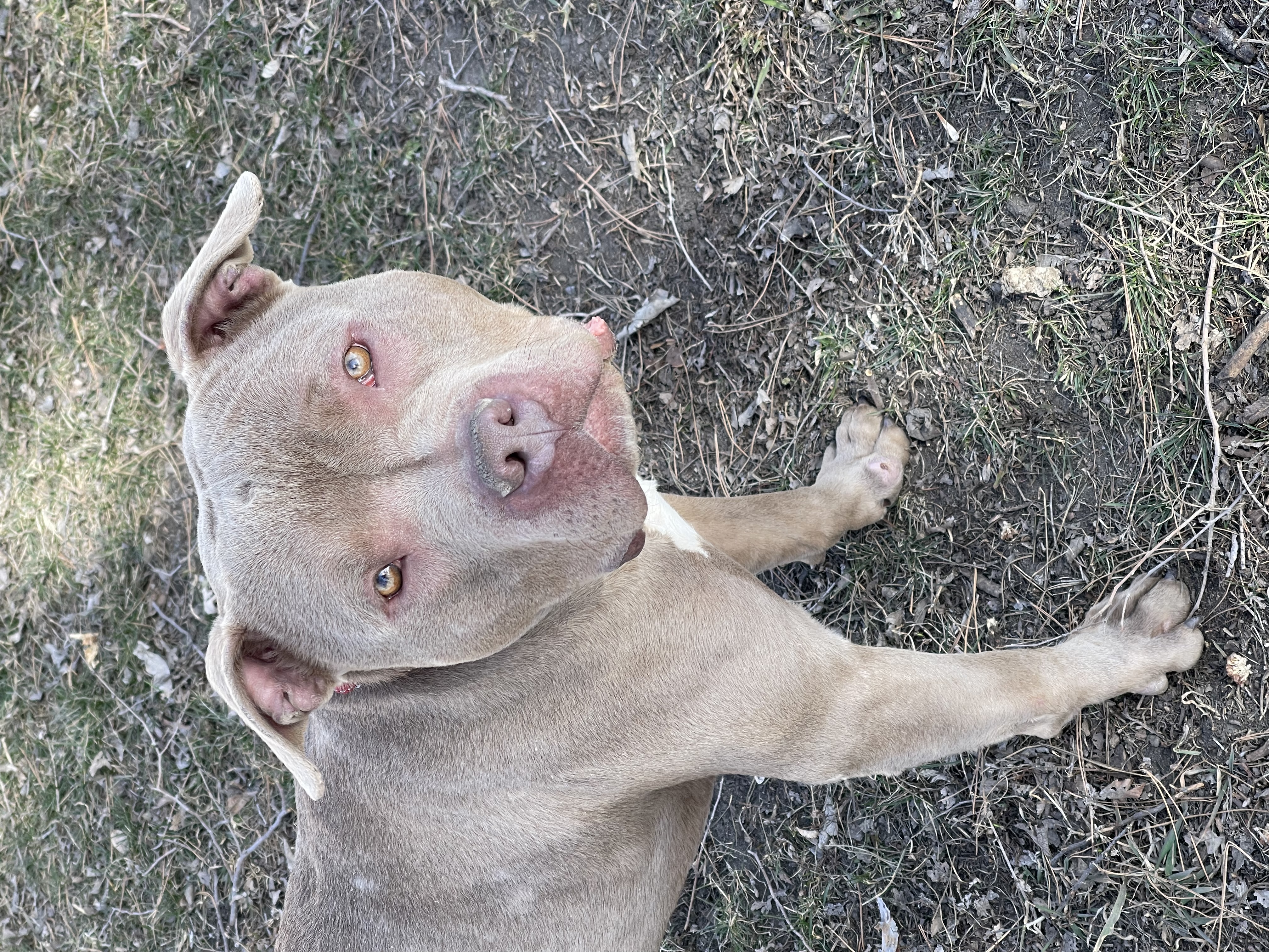 George, a Adoptable Pit Bull Terrier in Madison, MN image 4/5