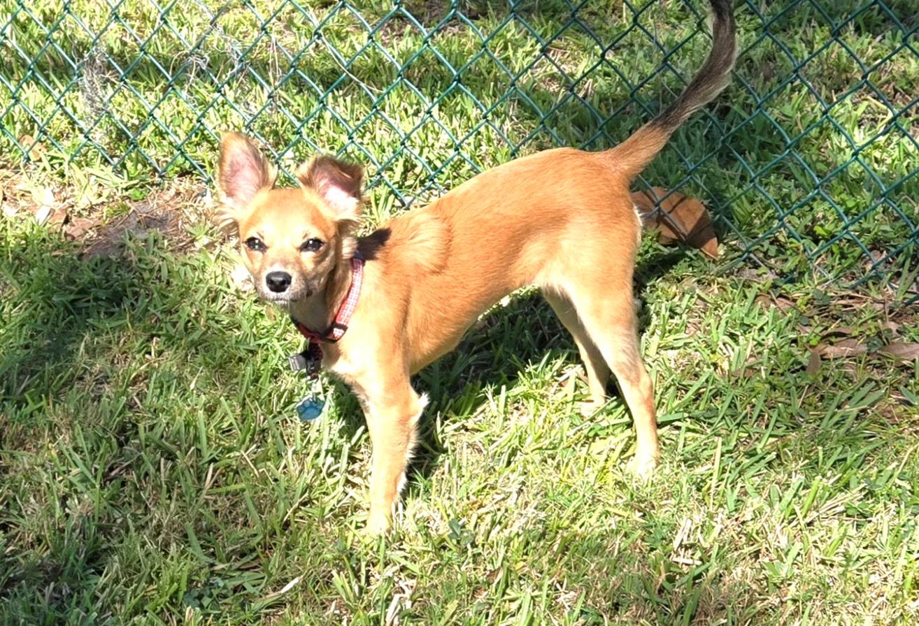 Enlarge Cricket, an adopted mixed breed in Bradenton, FL image 3/6