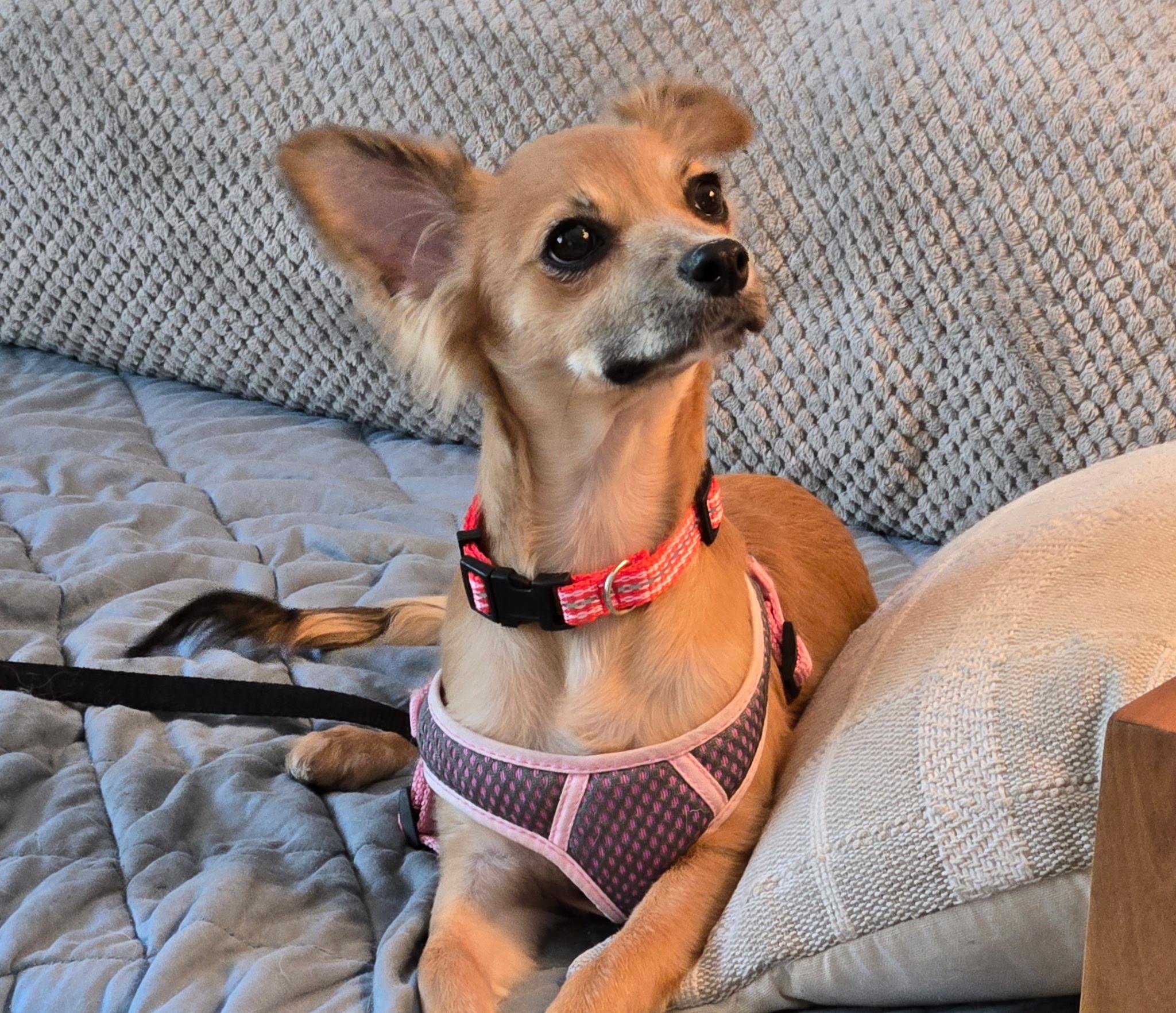 Cricket, adopted, Puppy Female Chihuahua.