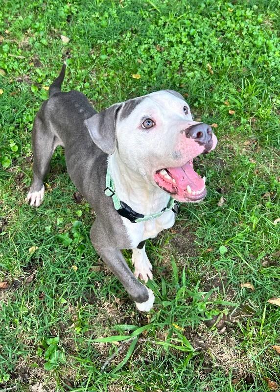 Blue, Adoptable, Adult Male Mixed Breed & Mixed Breed.