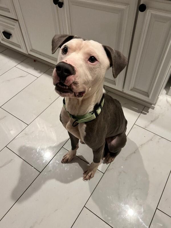 Enlarge Blue, a Adoptable mixed breed in Cincinnati, OH image 2/6
