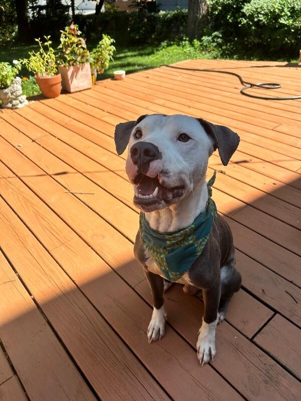 Enlarge Blue, a Adoptable mixed breed in Cincinnati, OH image 3/6
