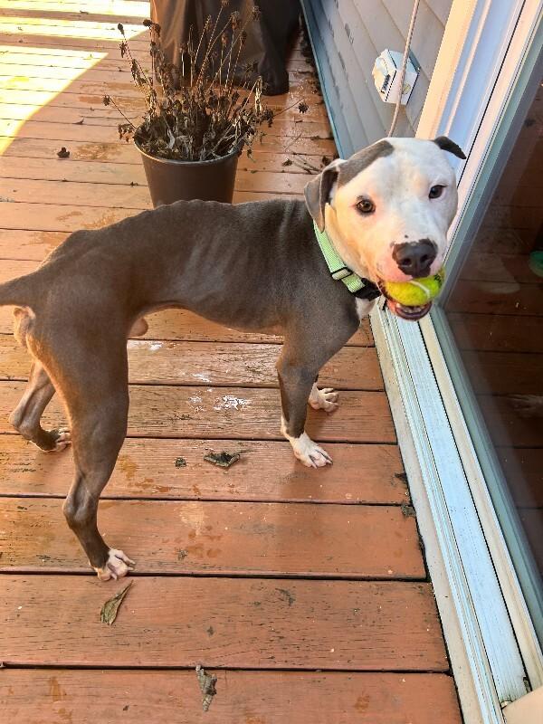 Enlarge Blue, a Adoptable mixed breed in Cincinnati, OH image 4/6