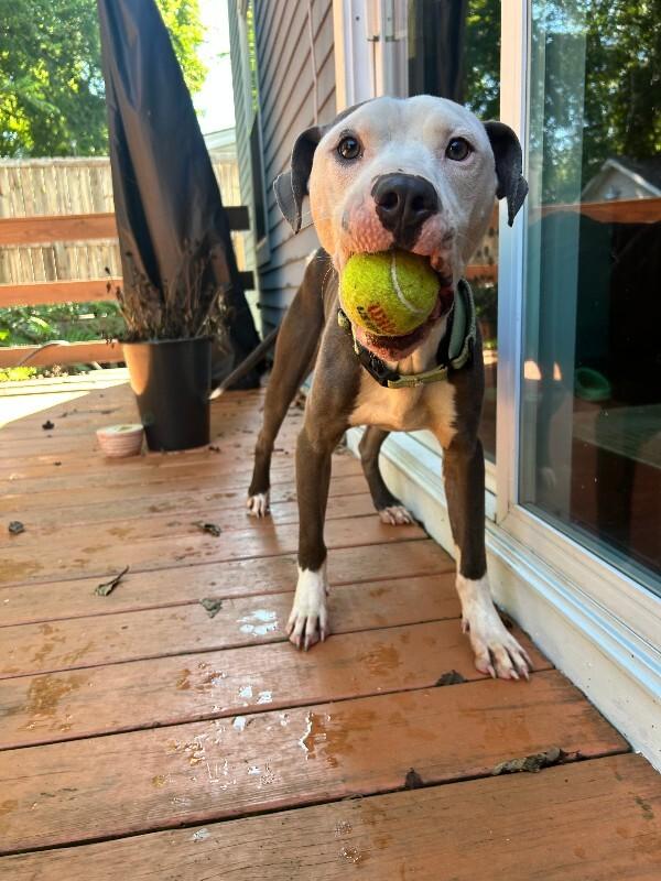 Enlarge Blue, a Adoptable mixed breed in Cincinnati, OH image 5/6