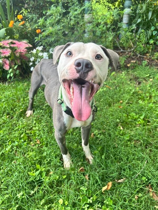 Enlarge Blue, a Adoptable mixed breed in Cincinnati, OH image 6/6
