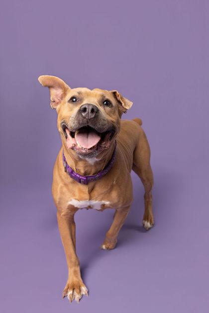 Snowflake, Adoptable, Adult Female Pit Bull Terrier & Mixed Breed.