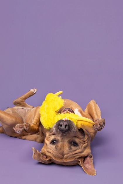 Enlarge Snowflake, a Adoptable mixed breed in Fishers, IN image 2/3