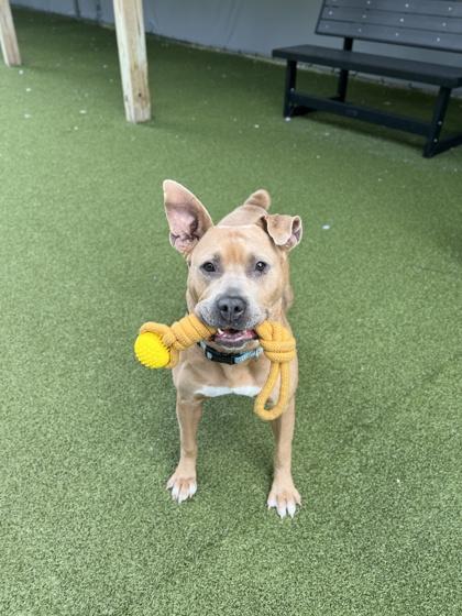 Snowflake, Adoptable, Adult Female Pit Bull Terrier & Mixed Breed.