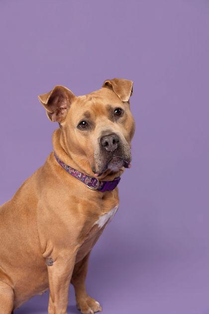 Enlarge Snowflake, a Adoptable mixed breed in Fishers, IN image 3/3