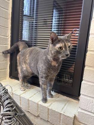 Enlarge Kali, a ADOPTABLE Domestic Short Hair in Lafayette, IN image 1/1