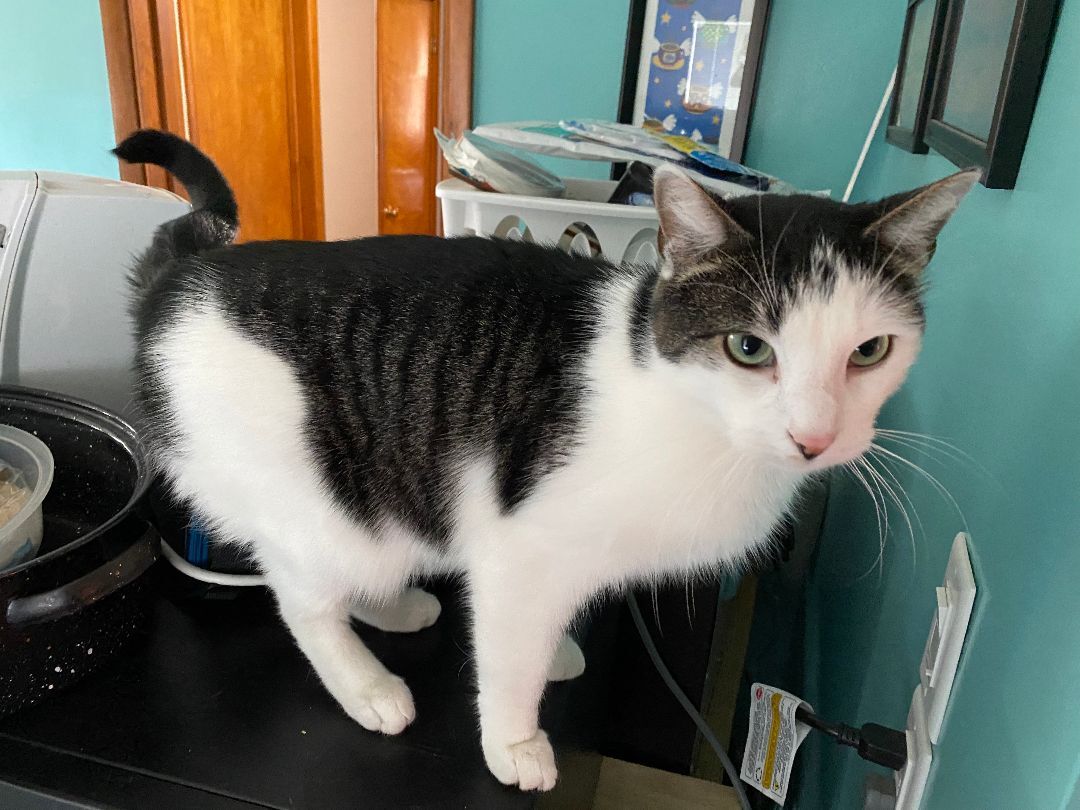 Enlarge William, a Adopted mixed breed in Stahlstown, PA image 1/4