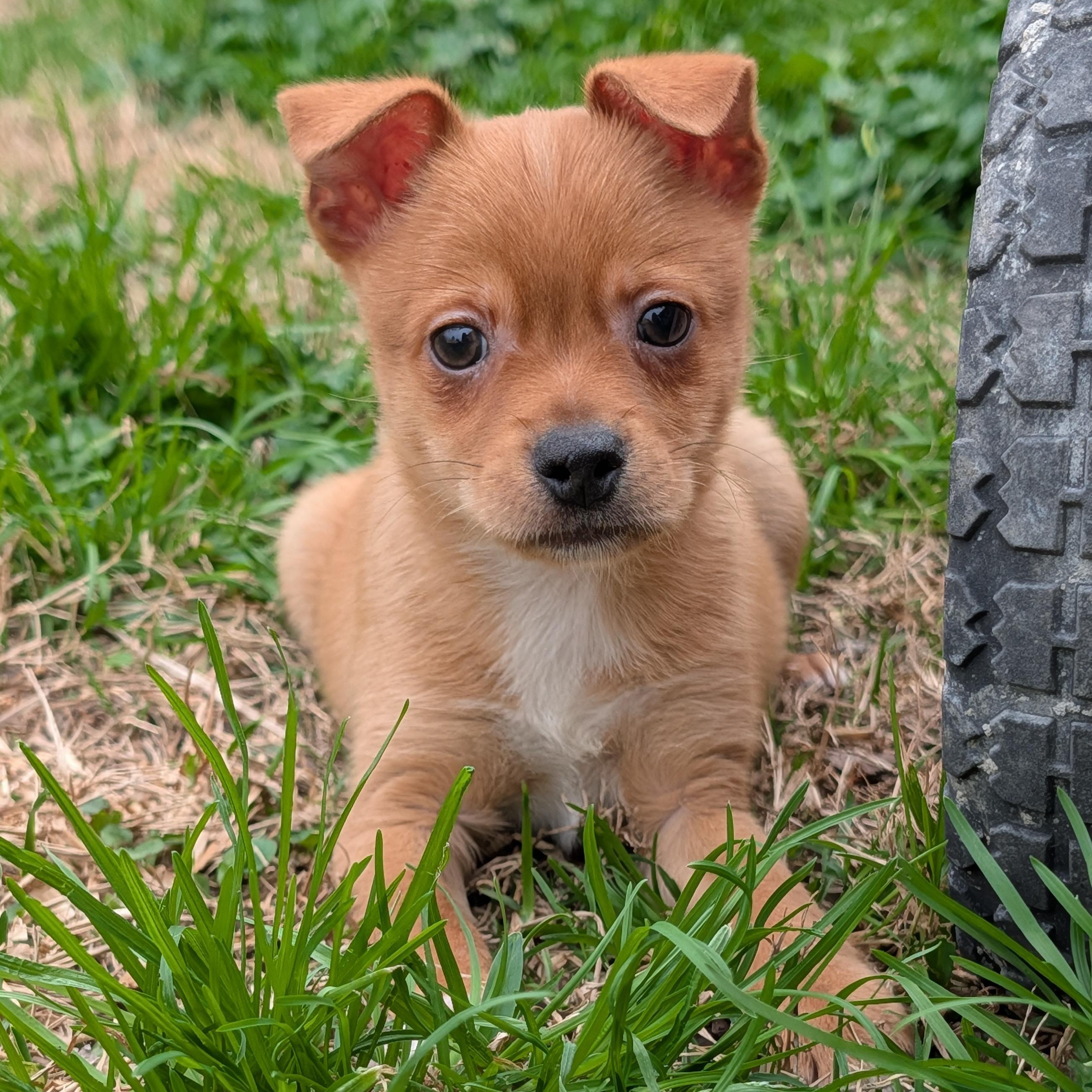 Enlarge Stud Muffin, an adopted mixed breed in Baton Rouge, LA image 2/2