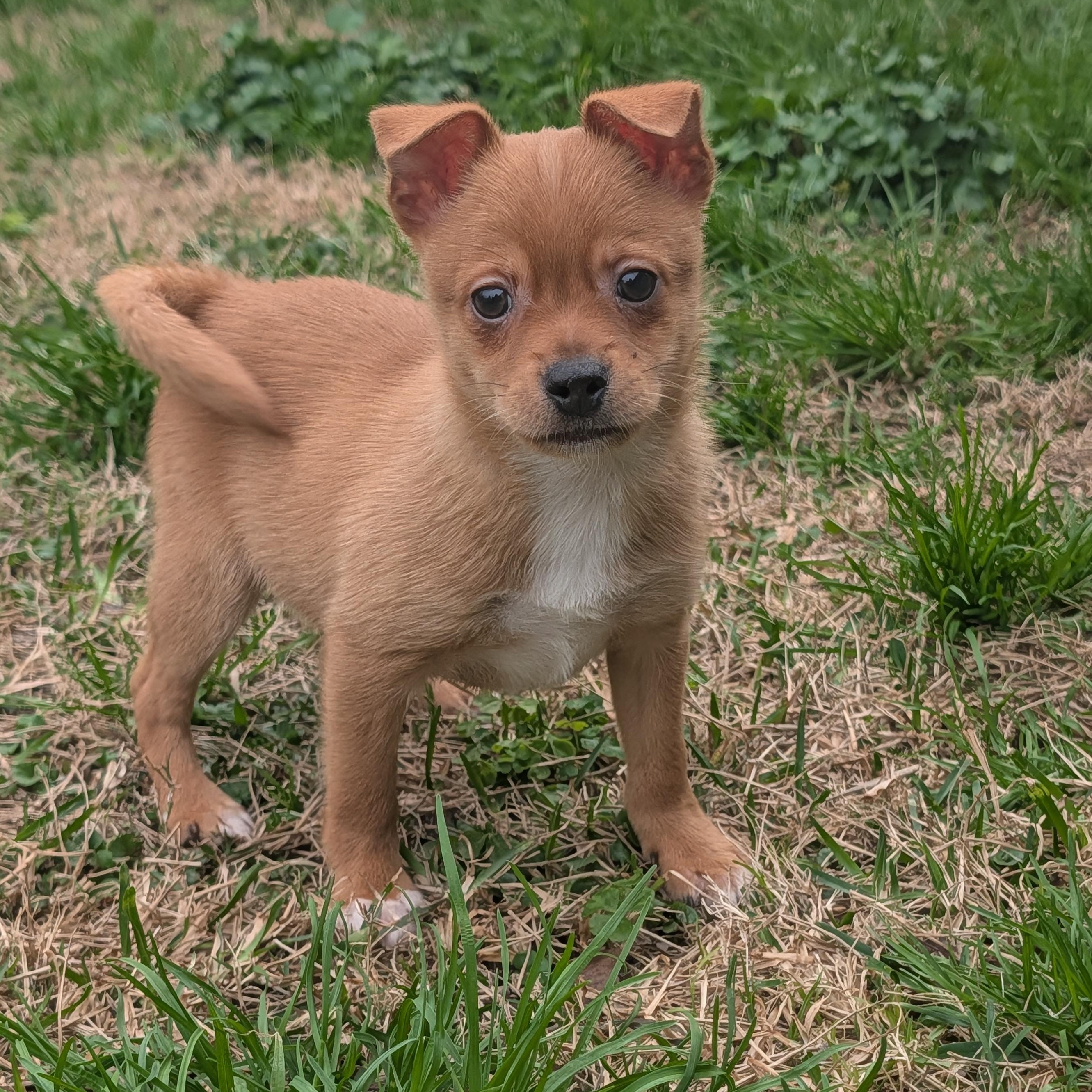 Stud Muffin, adopted, Puppy Male Chihuahua.