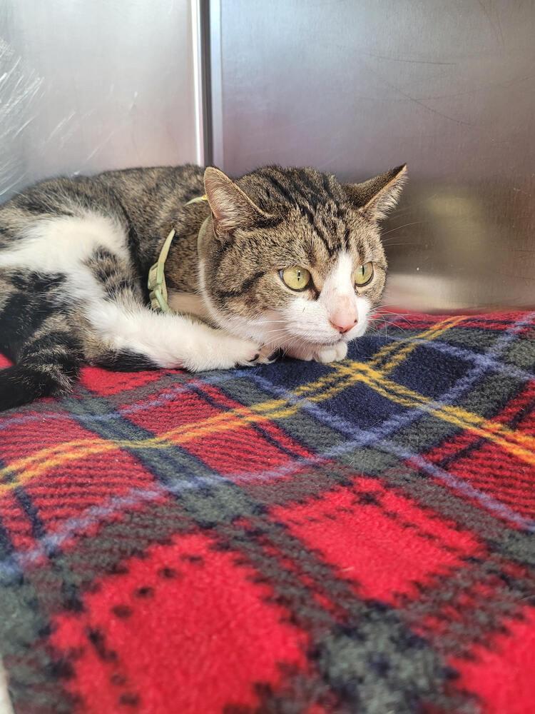 Gabrielle, Adoptable, Adult Female Domestic Short Hair.