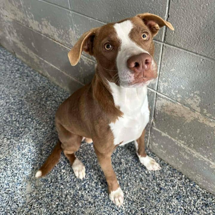 Louis, Adoptable, Adult Male Black Labrador Retriever & Shepherd.