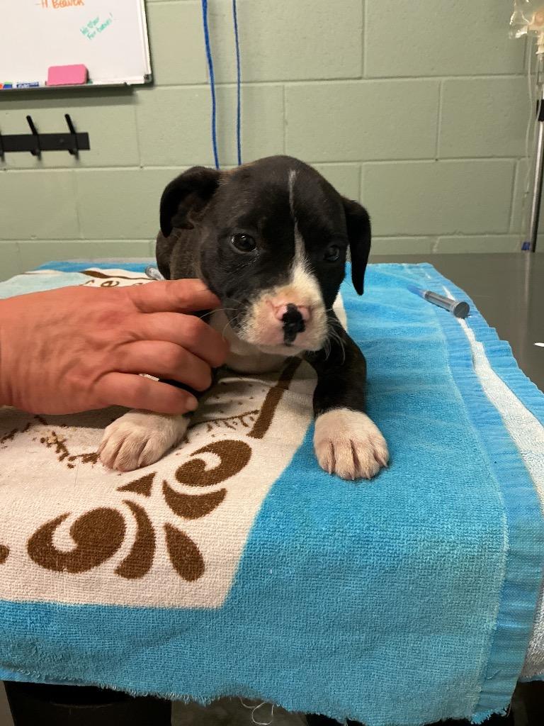 Huey, Adoptable, Puppy Male Mixed Breed.