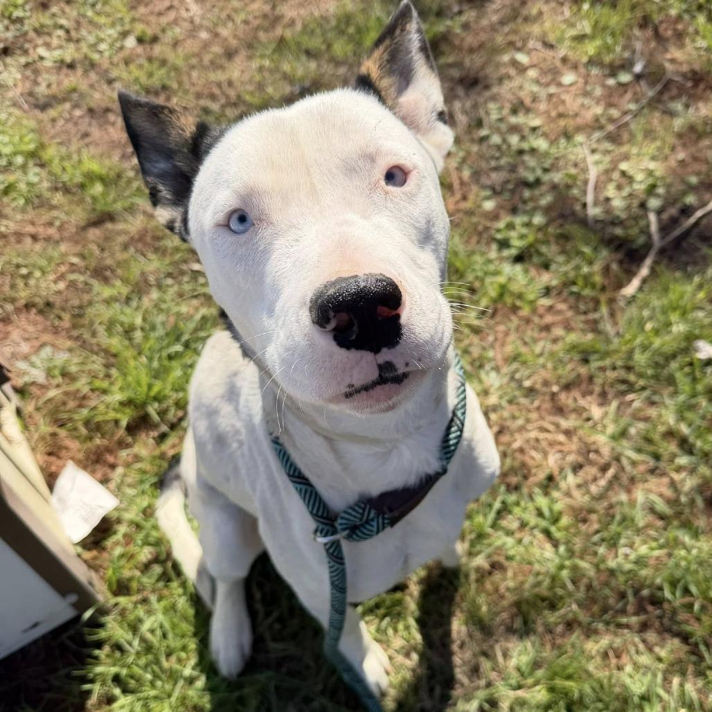 Malakai, Adoptable, Adult Male Canaan Dog.