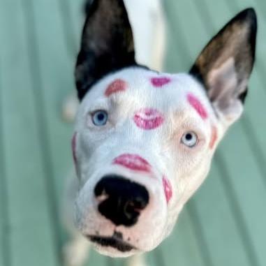 Malakai, a Adoptable Canaan Dog in Pittsburgh, PA image 3/6