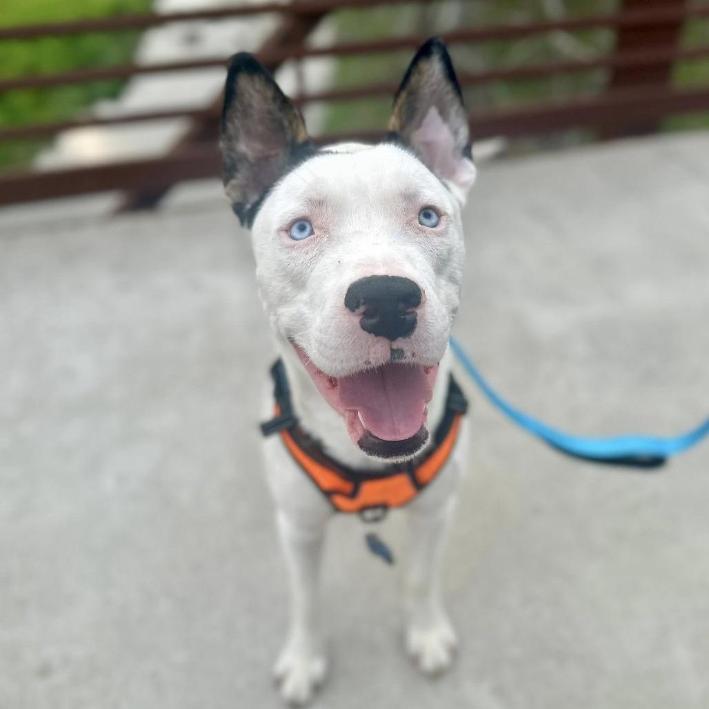 Malakai, a Adoptable Canaan Dog in Pittsburgh, PA image 5/6