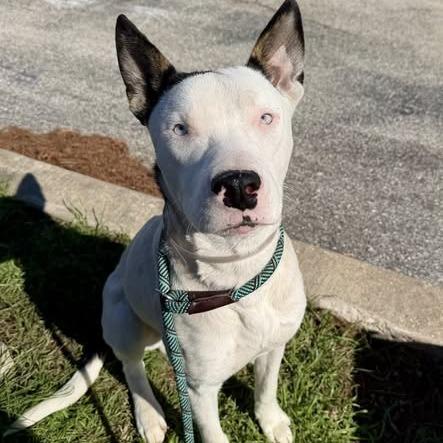 Malakai, a Adoptable Canaan Dog in Pittsburgh, PA image 6/6
