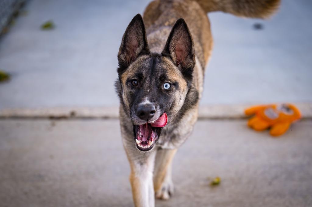 Enlarge Sable, a Adoptable mixed breed in Twentynine Palms, CA image 1/6